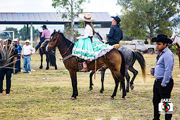 rodeo 5