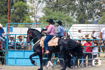 rodeo 16