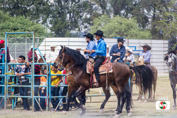 rodeo 17