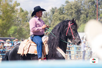 rodeo 42