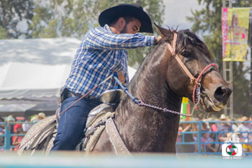 rodeo 43